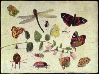 Schmetterlinge, Insekten und Blumen